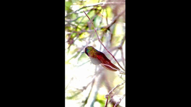 Perija Metaltail - ML624116258