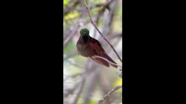 Perija Metaltail - ML624116260