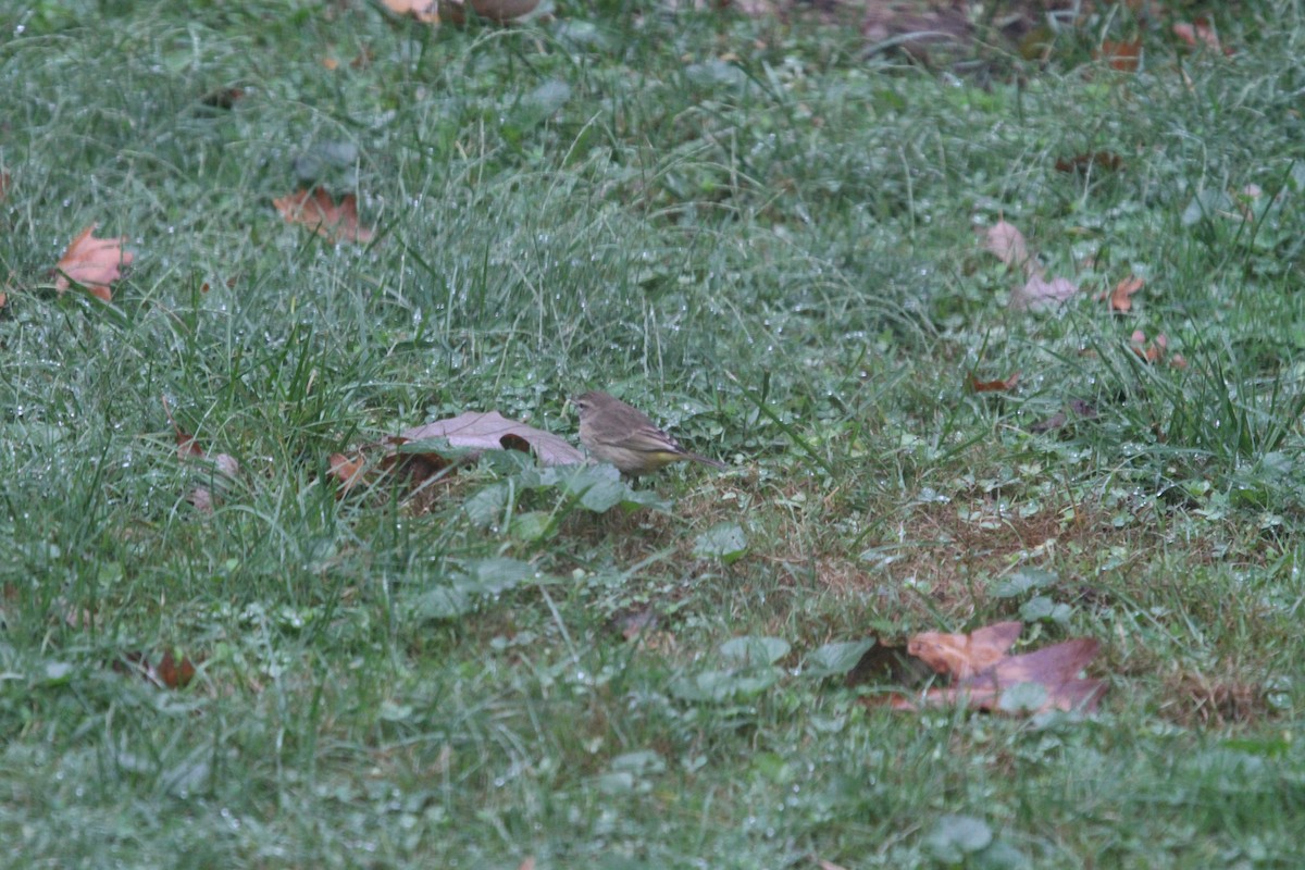 Palm Warbler - ML624116308