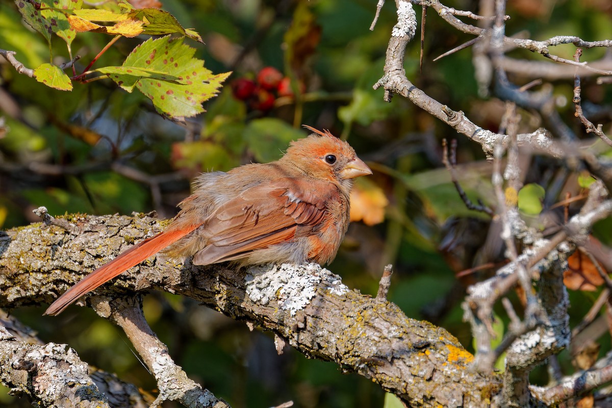 Northern Cardinal - Marie-Pierre Rainville