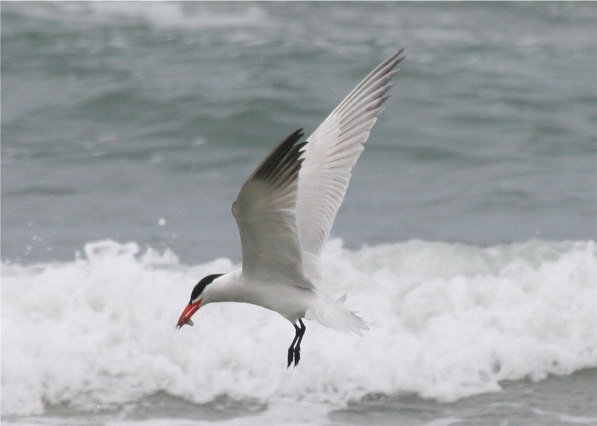 Caspian Tern - ML624116321