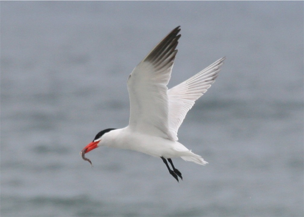 Caspian Tern - ML624116322