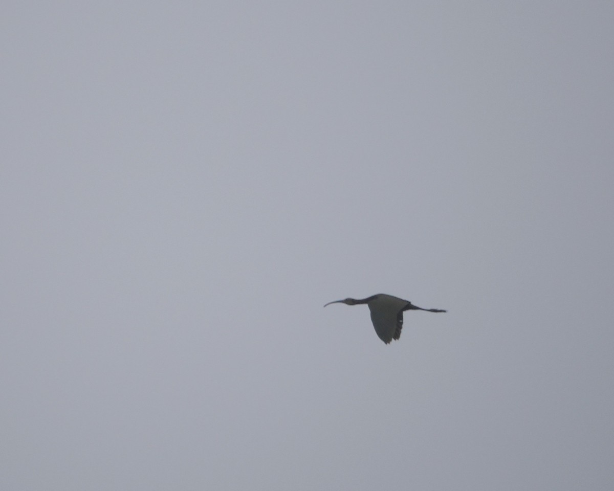 Ibis à face blanche - ML624116324