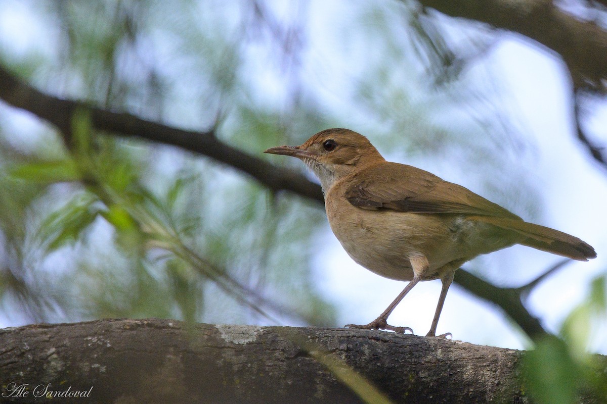 Rufous Hornero - ML624116325