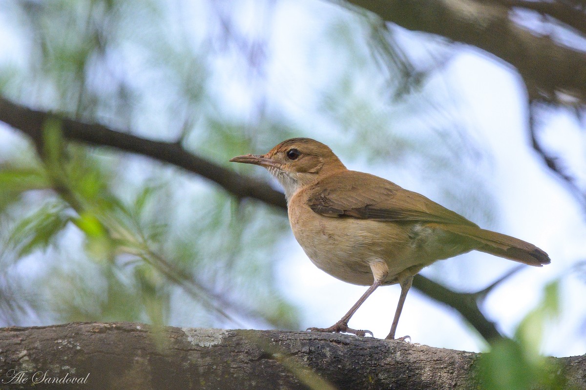 Rufous Hornero - ML624116326