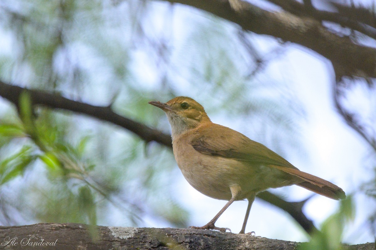 Rufous Hornero - ML624116327