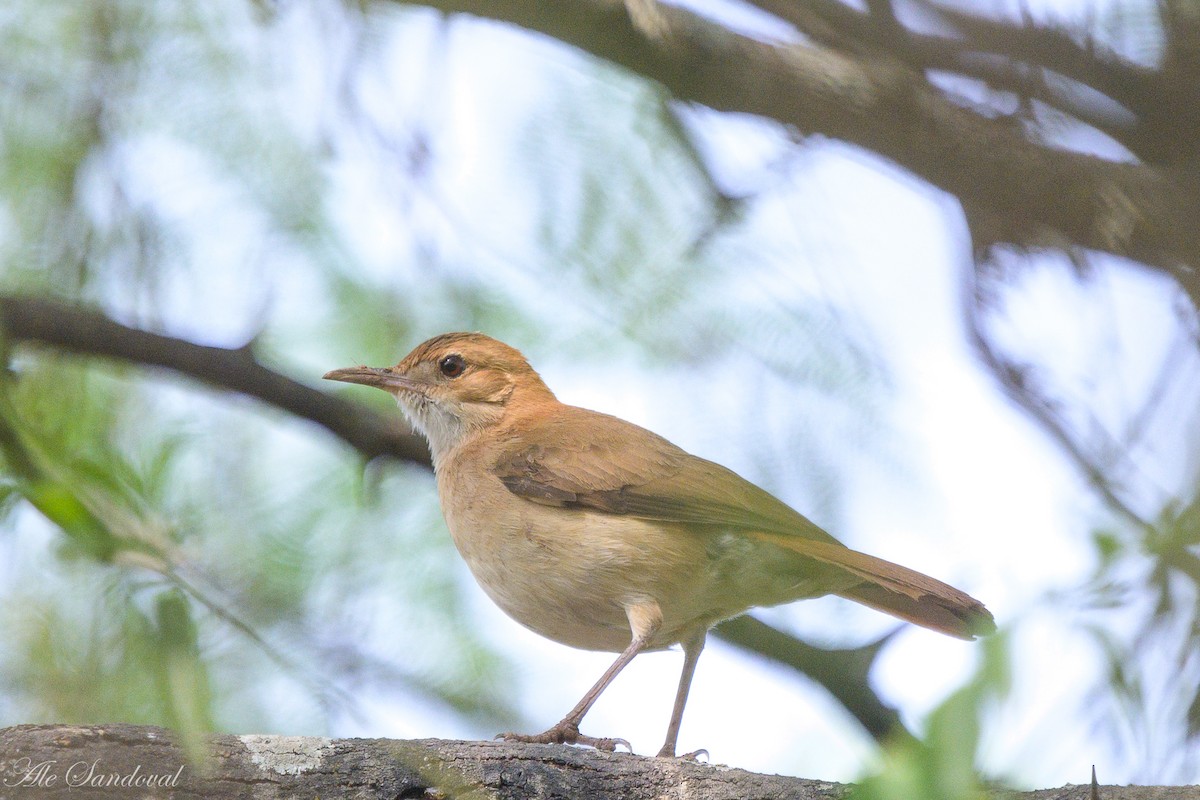 Rufous Hornero - Alejandro Sandoval