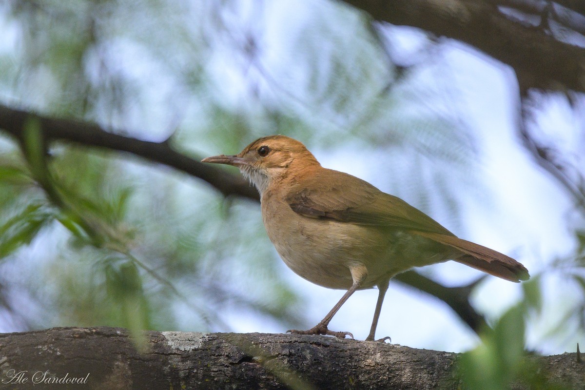 Rufous Hornero - ML624116329