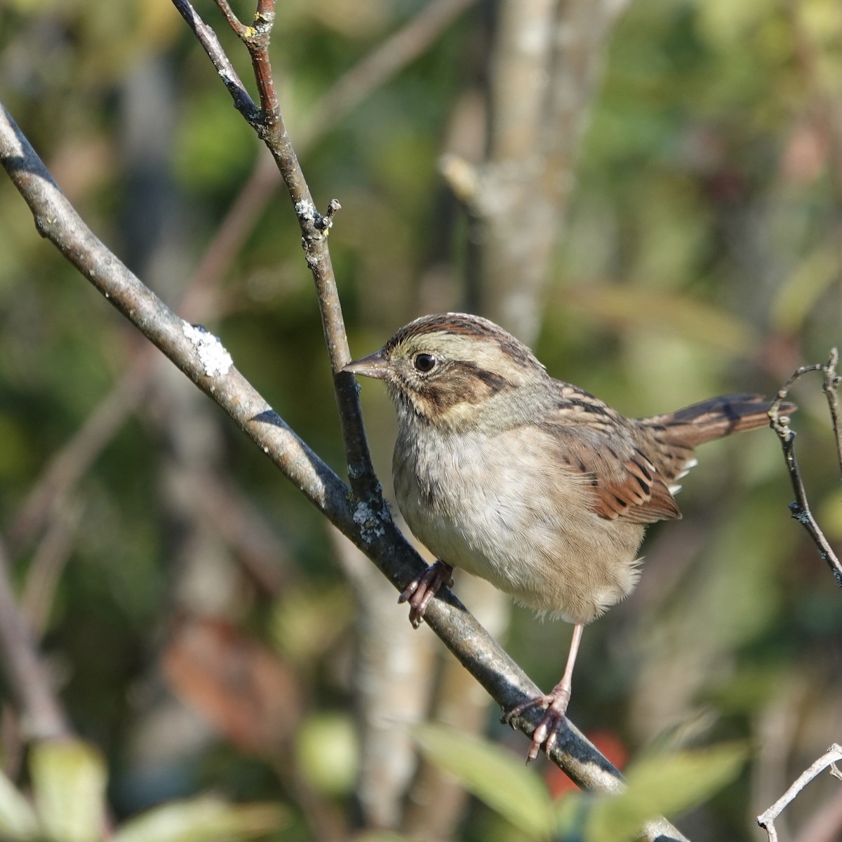 Swamp Sparrow - ML624116331