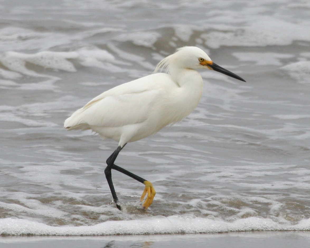 Snowy Egret - ML624116332