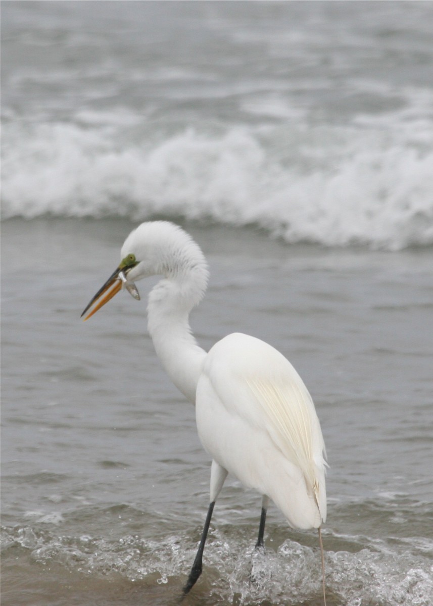 Great Egret - ML624116333