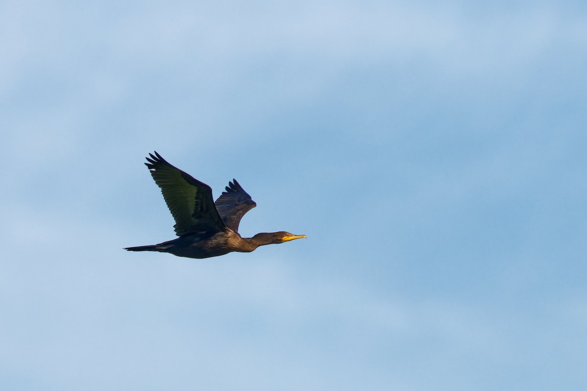 Double-crested Cormorant - ML624116335