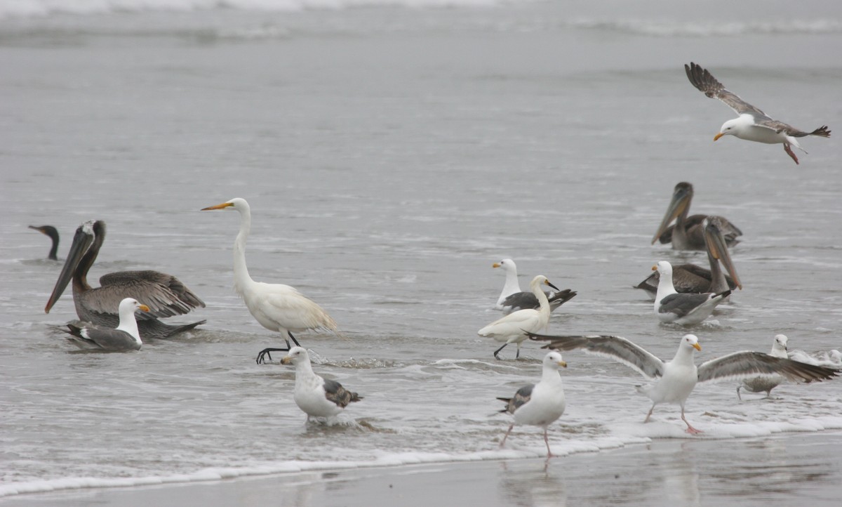 Goéland d'Audubon - ML624116336