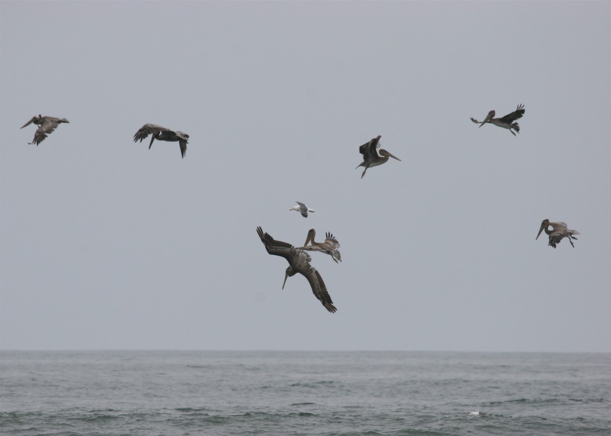 Brown Pelican - ML624116337