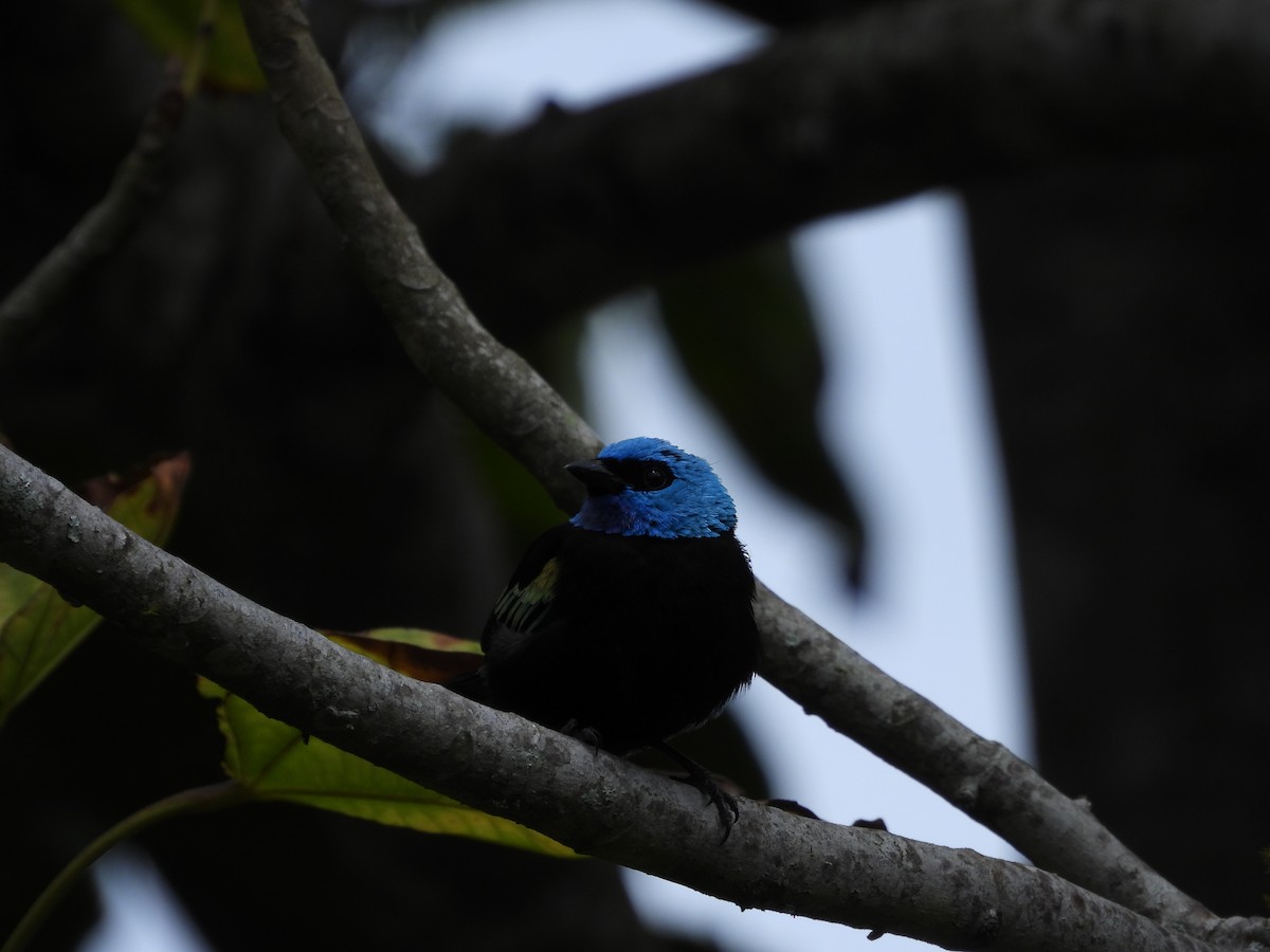 Blue-necked Tanager - ML624116341