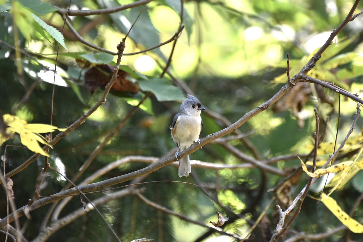 Tufted Titmouse - Amanda Davis