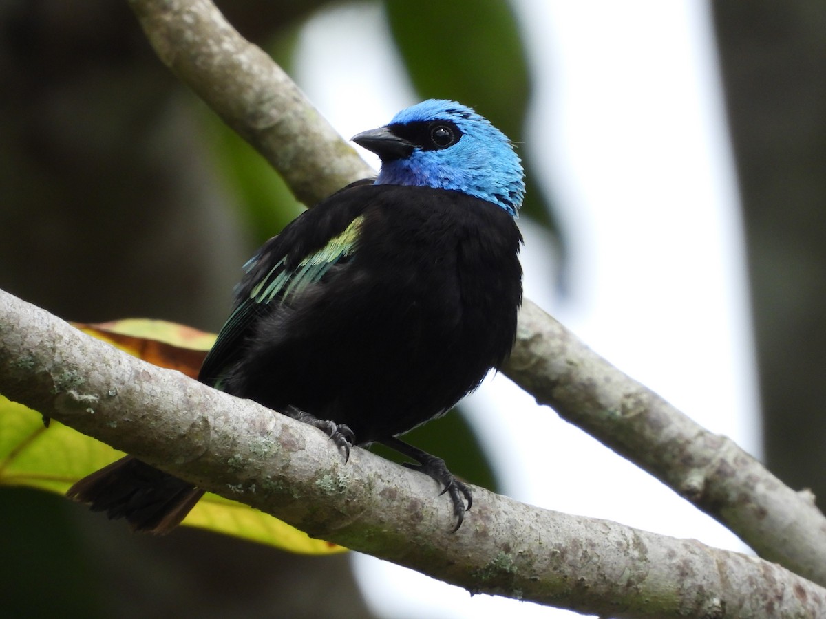 Blue-necked Tanager - ML624116343