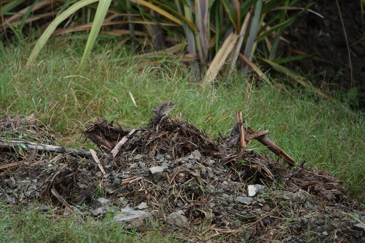 Grasshopper Sparrow - ML624116344