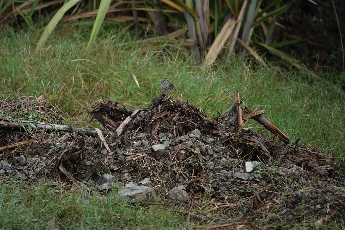 Grasshopper Sparrow - ML624116346