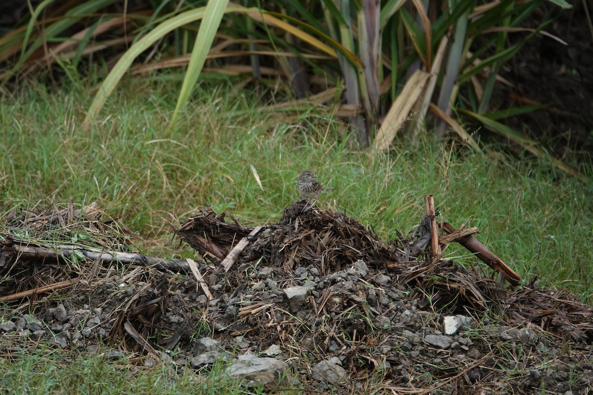 Grasshopper Sparrow - ML624116347