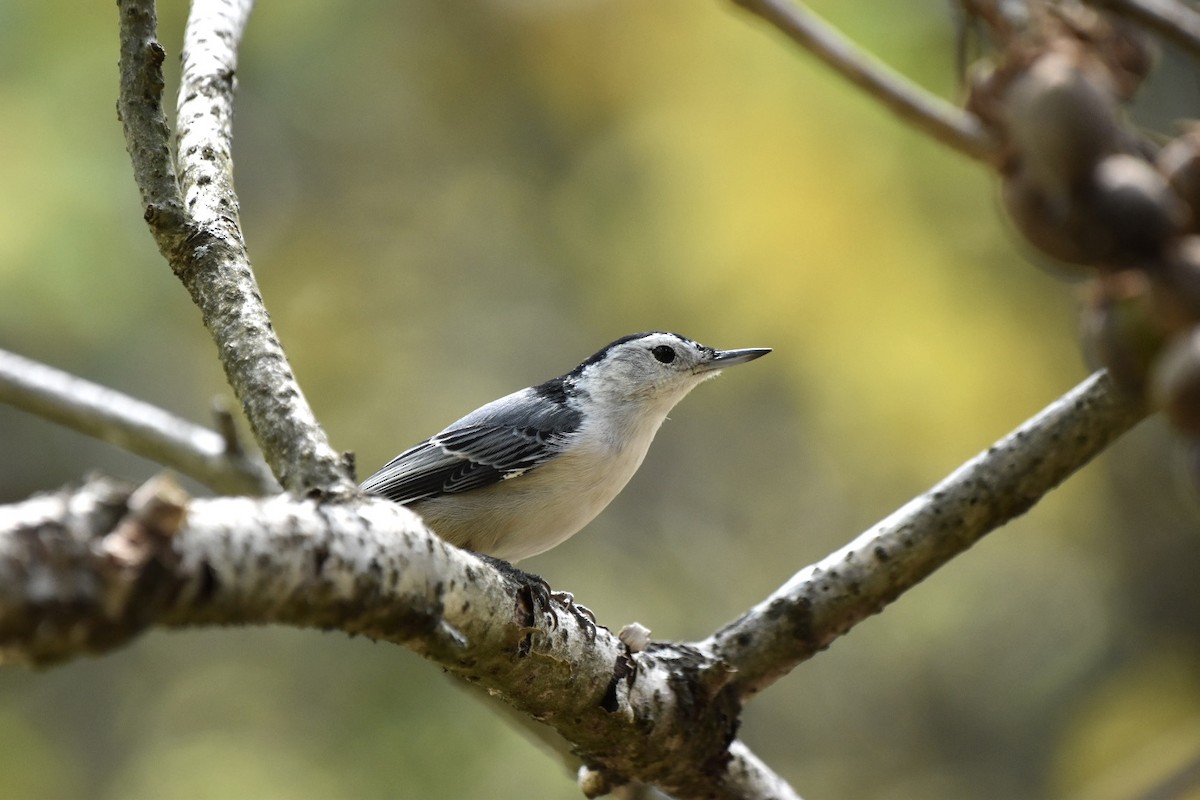 White-breasted Nuthatch - ML624116348