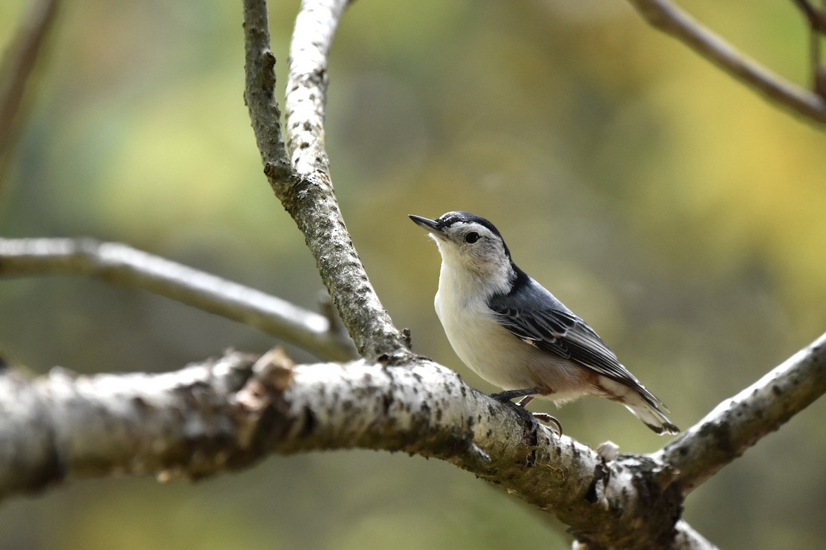 White-breasted Nuthatch - ML624116349