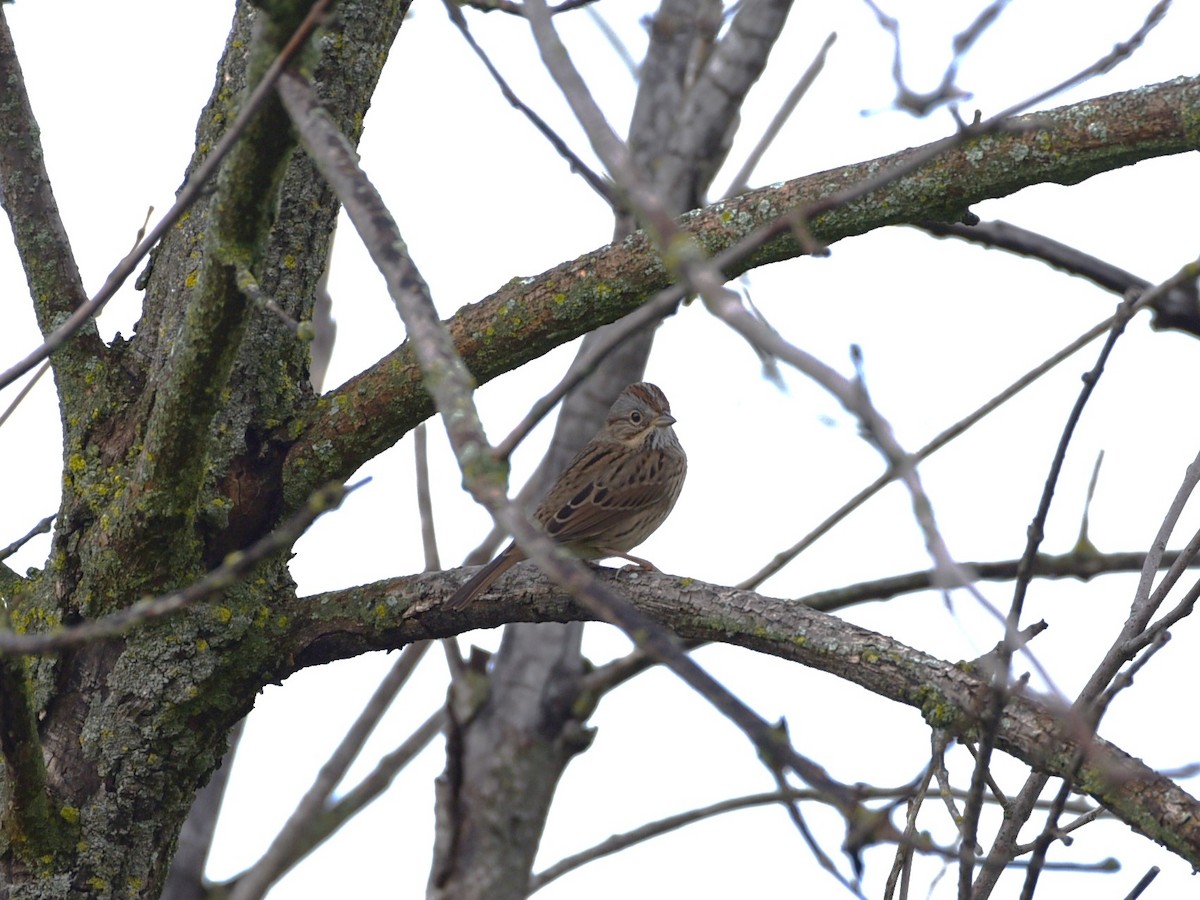 Swamp Sparrow - ML624116351