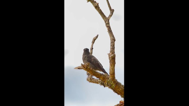 Red-crested Cotinga - ML624116354