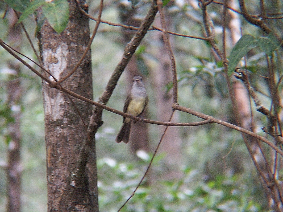 Northern Scrub-Flycatcher - ML624116355