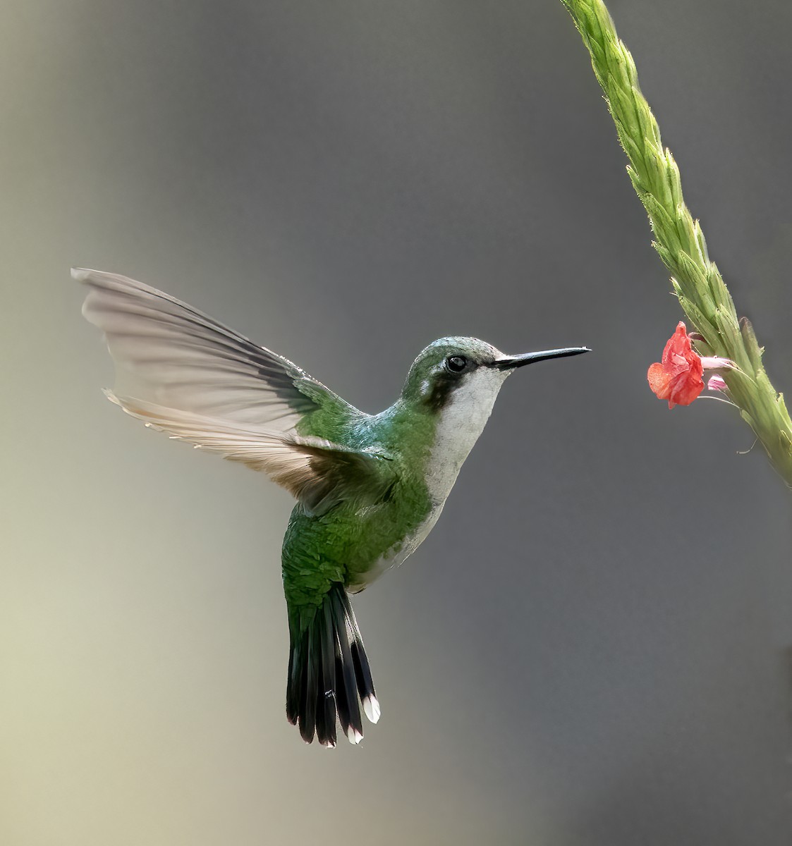 Gartensmaragdkolibri - ML624116357