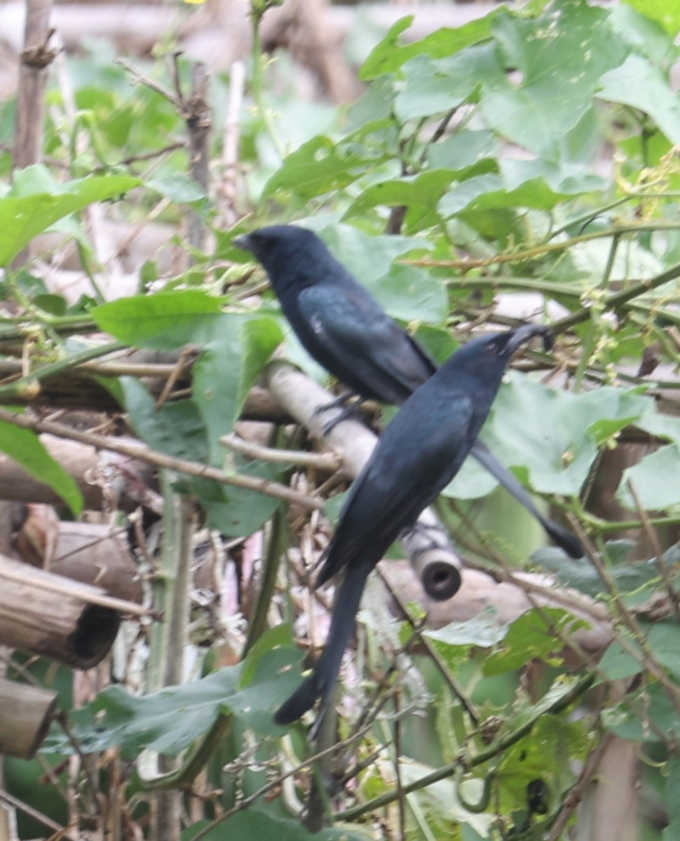 Black Drongo - Chengheng Hu