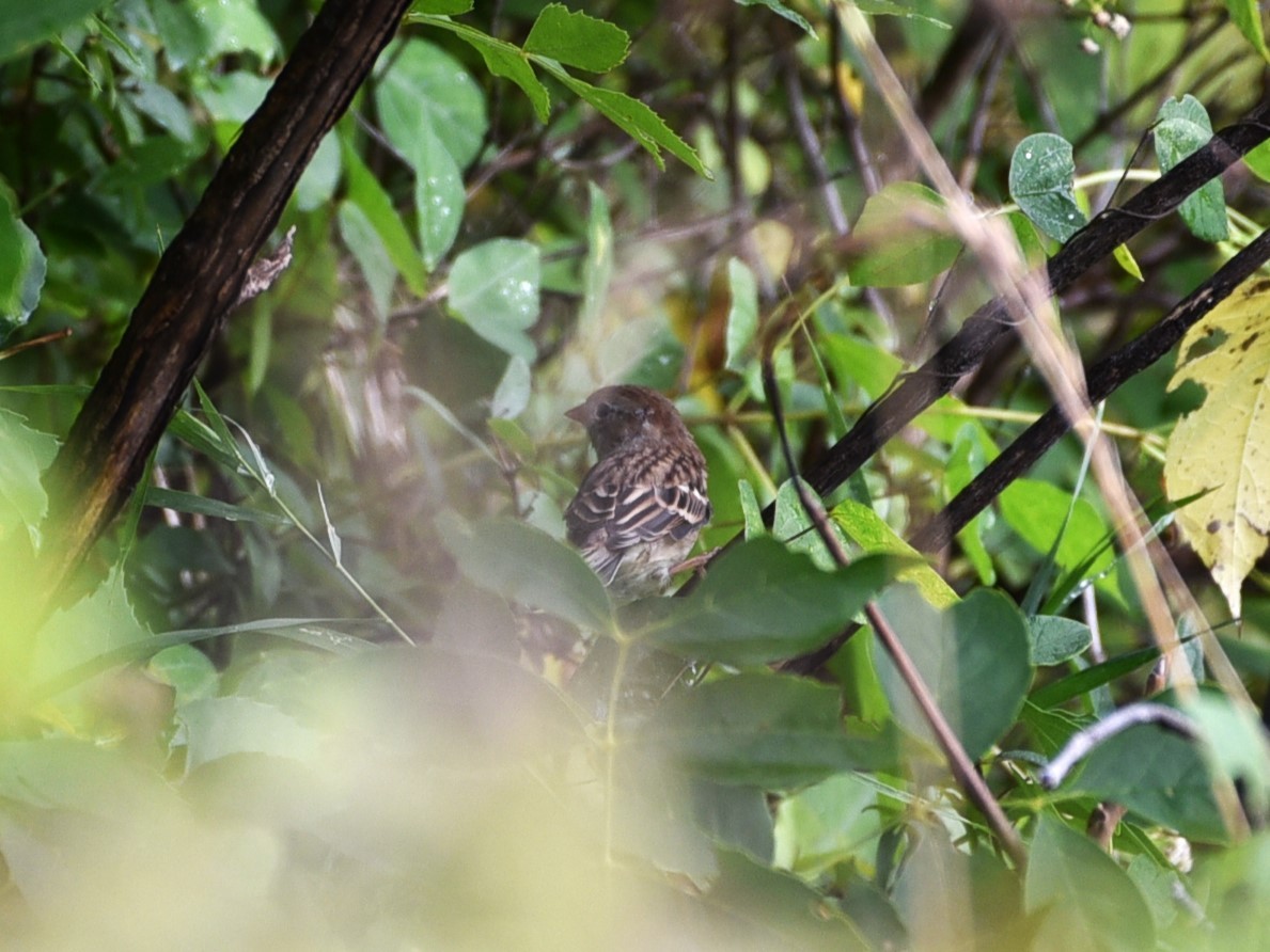 Field Sparrow - Alex Fairchild