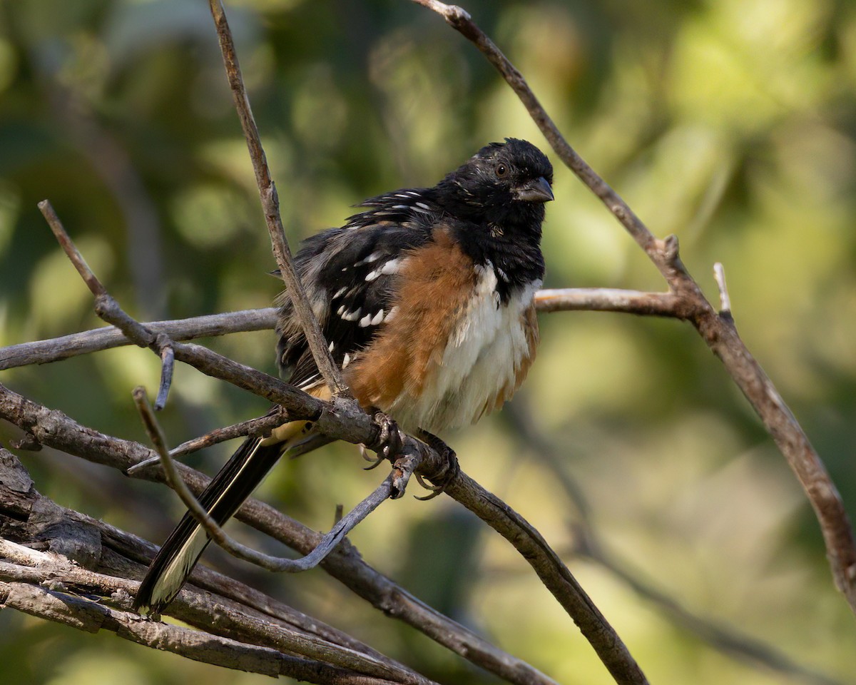 Spotted Towhee - ML624116365