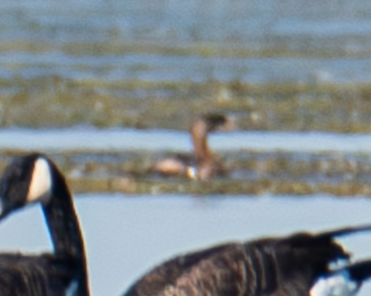 Pied-billed Grebe - ML624116366