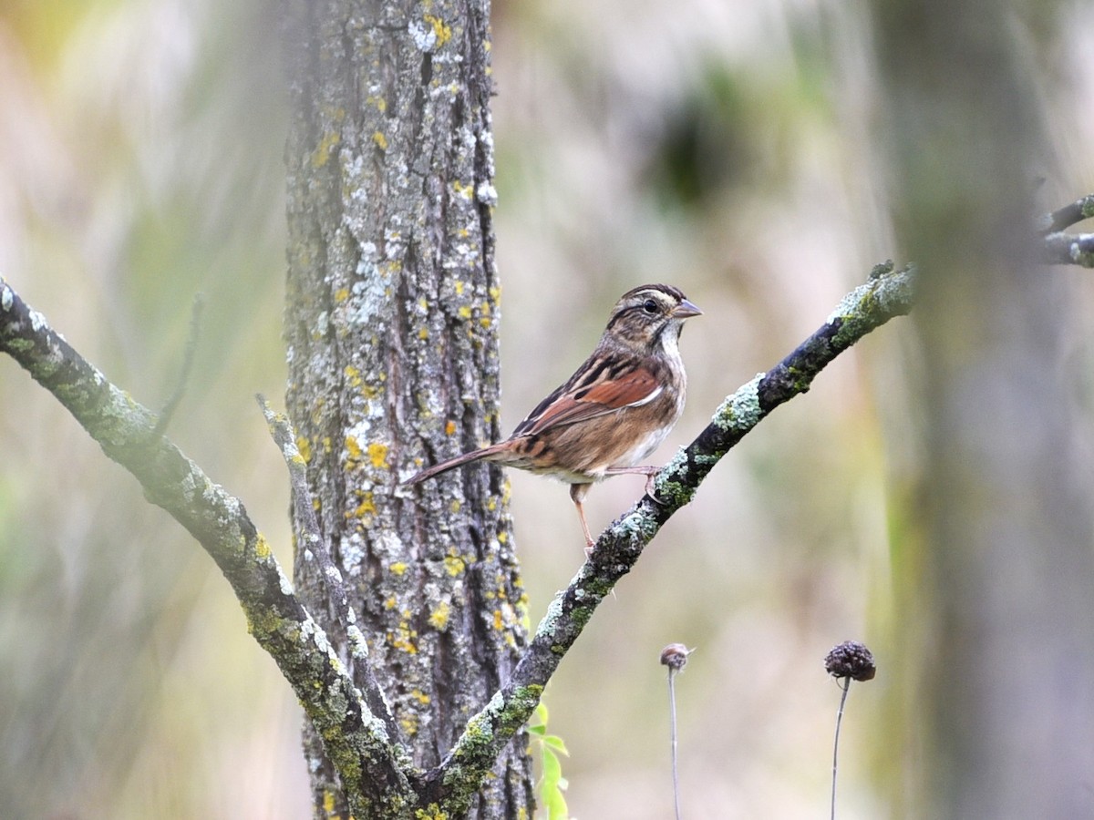 Swamp Sparrow - ML624116369