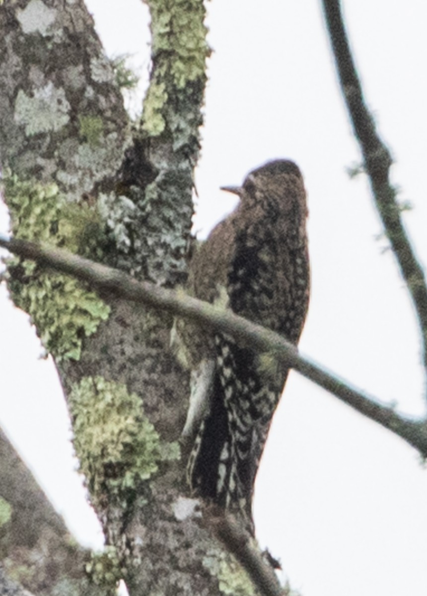 Yellow-bellied Sapsucker - Judi Sawyer