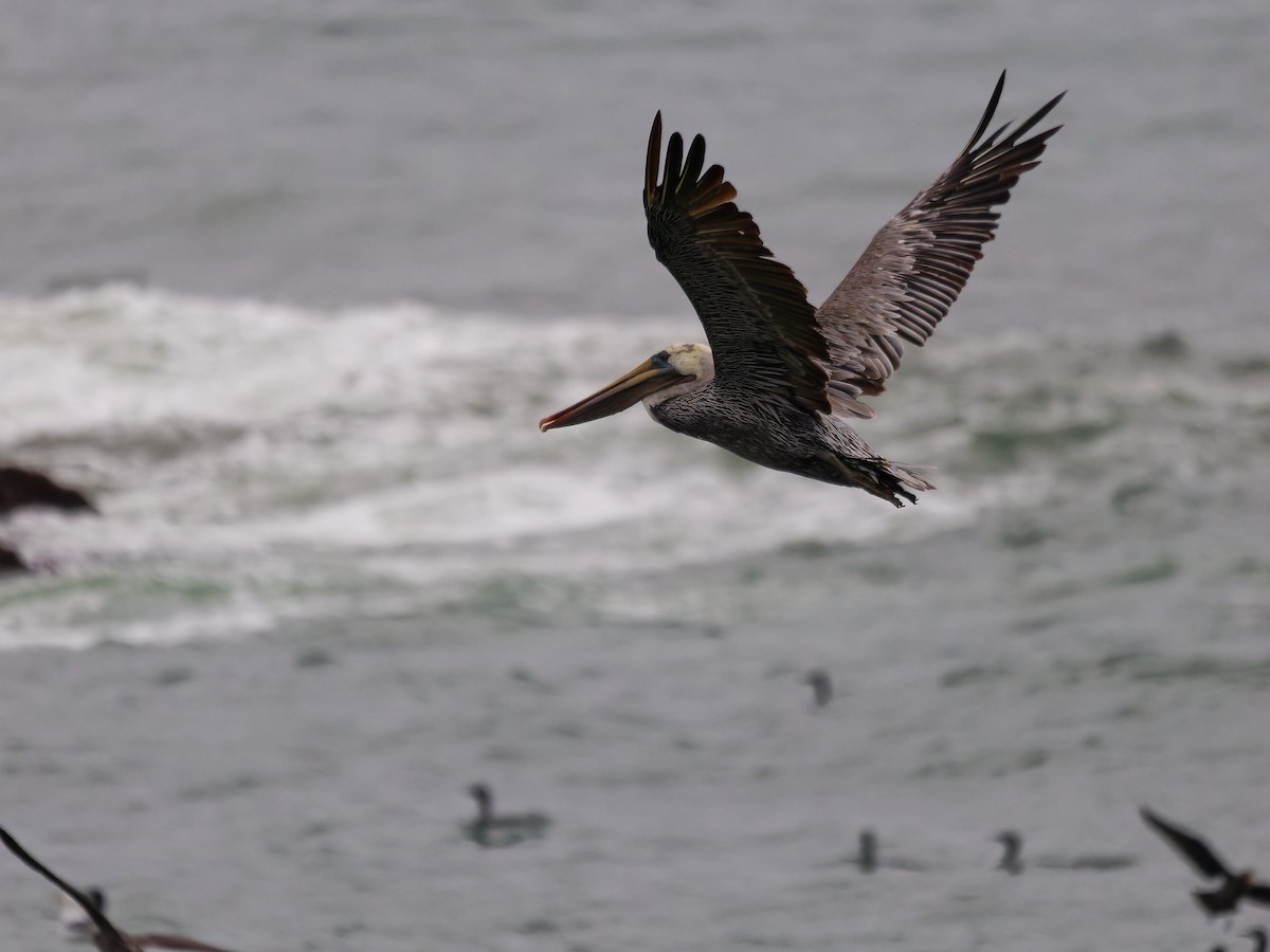 Brown Pelican (California) - ML624116371