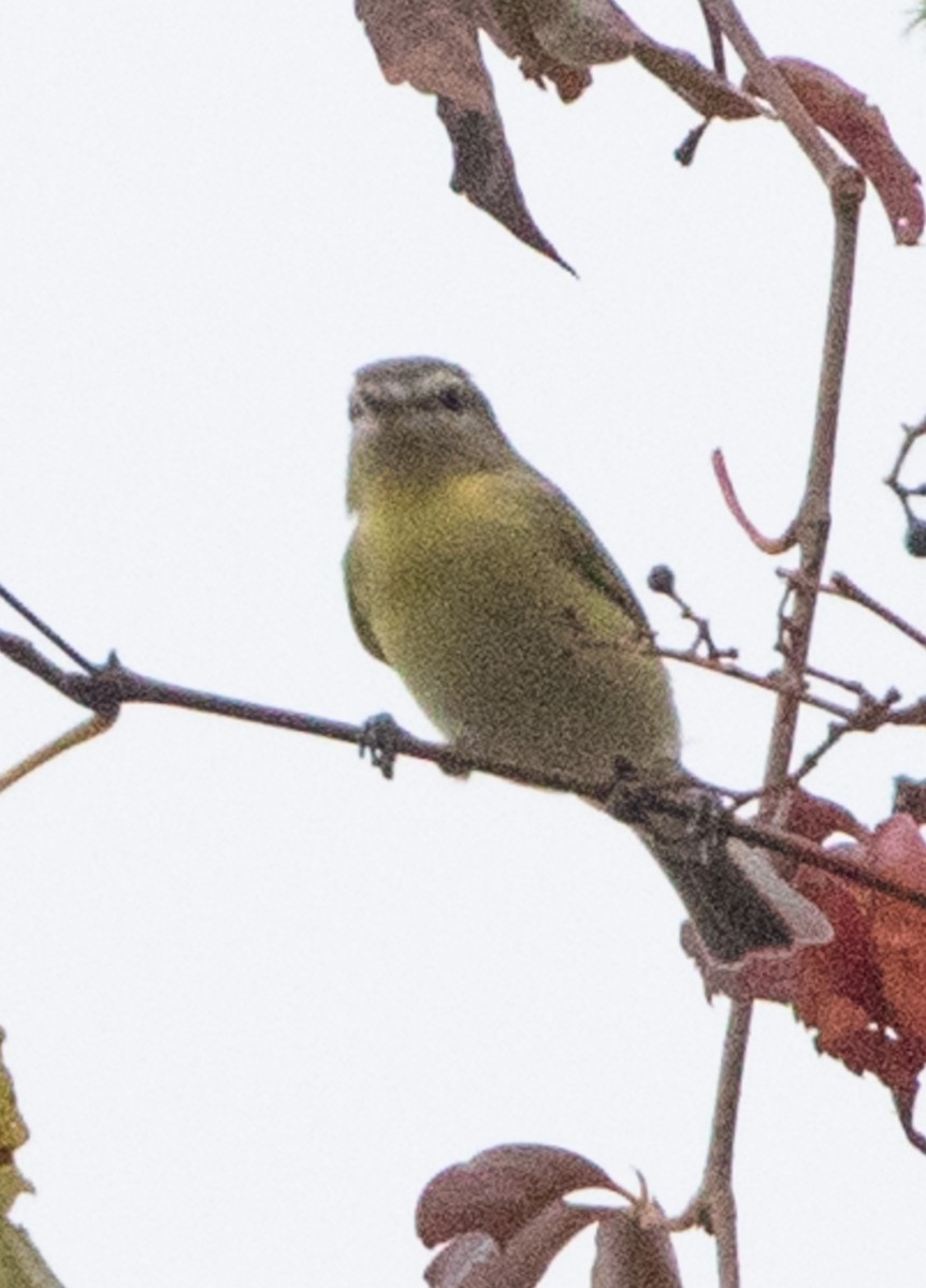 Philadelphia Vireo - ML624116372