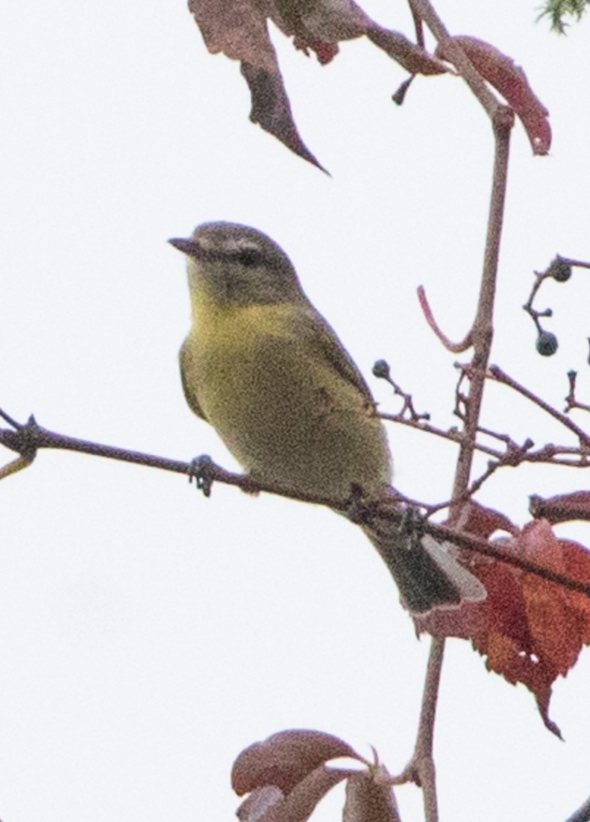 Philadelphia Vireo - ML624116373