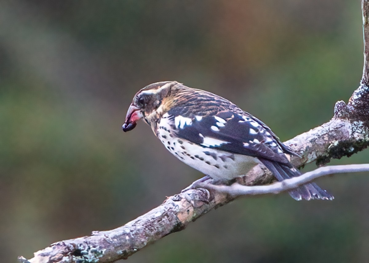 Rose-breasted Grosbeak - ML624116374