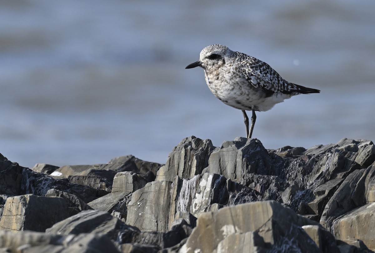 Black-bellied Plover - ML624116379