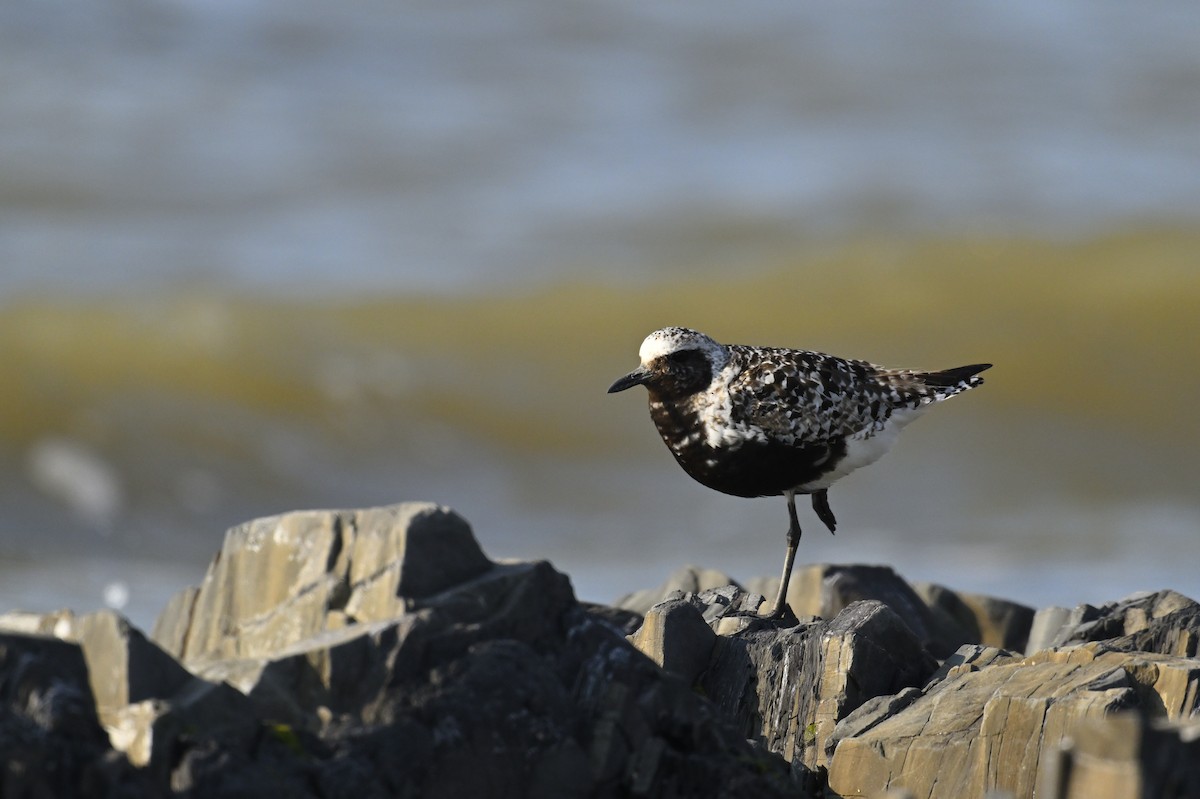 Black-bellied Plover - ML624116380