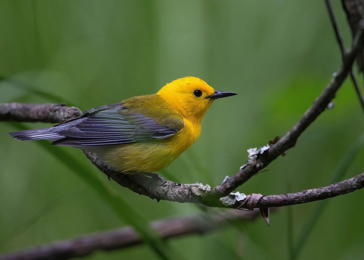 Prothonotary Warbler - ML624116381