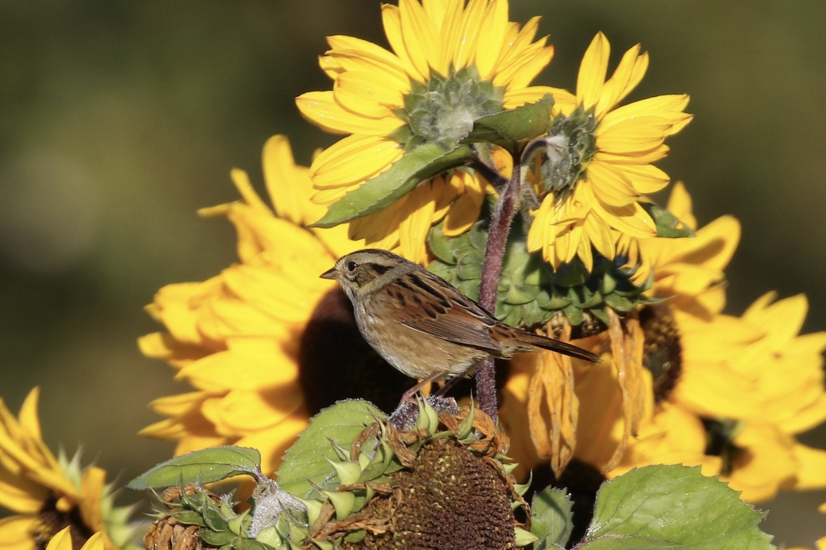 Swamp Sparrow - ML624116383