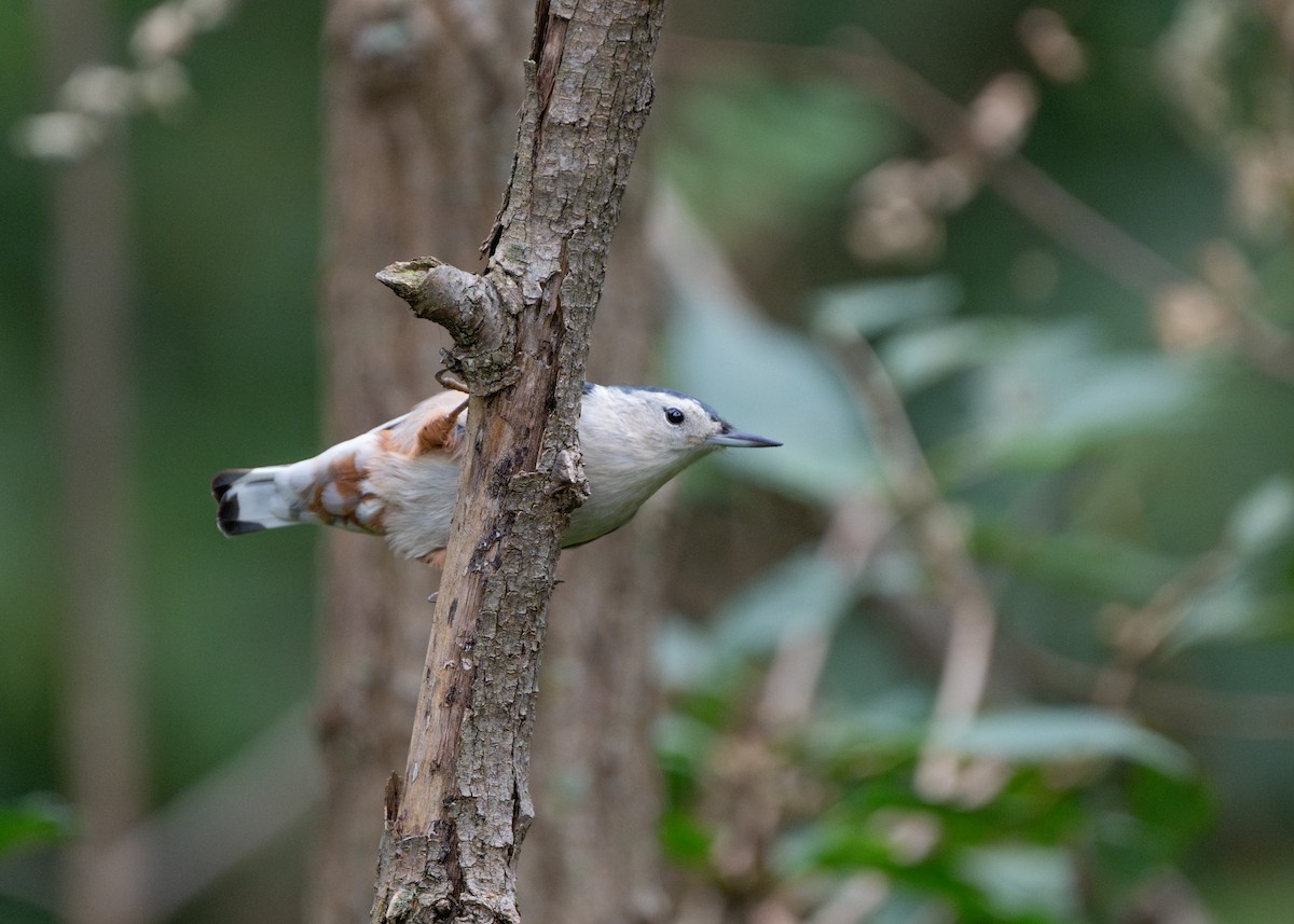 White-breasted Nuthatch - ML624116384