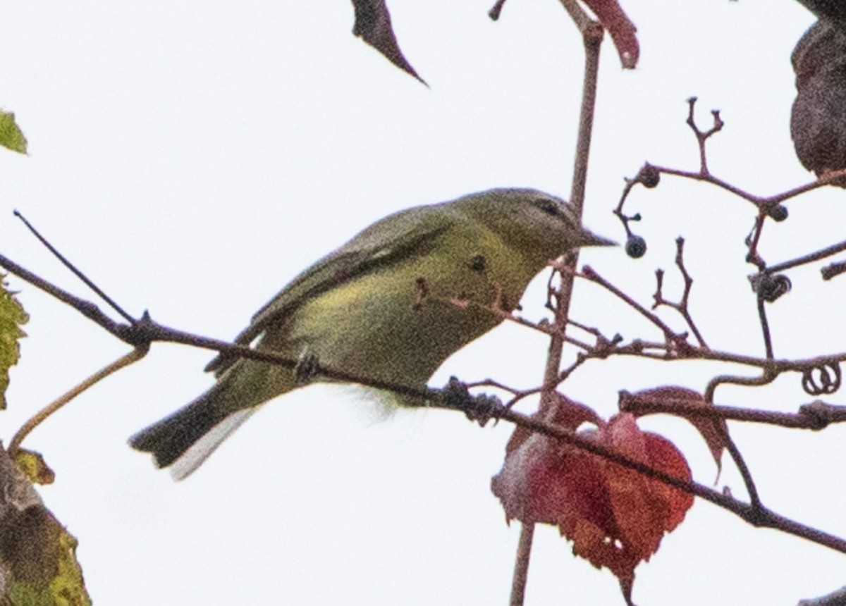 Philadelphia Vireo - ML624116385