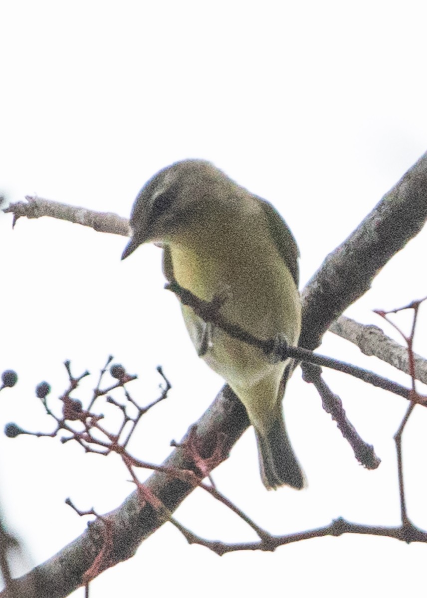 Philadelphia Vireo - ML624116386