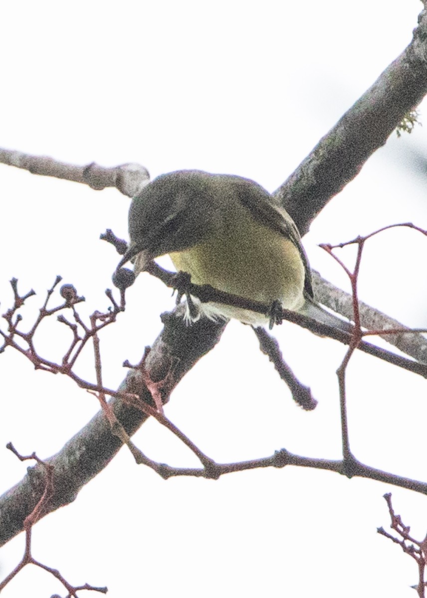 Philadelphia Vireo - ML624116387