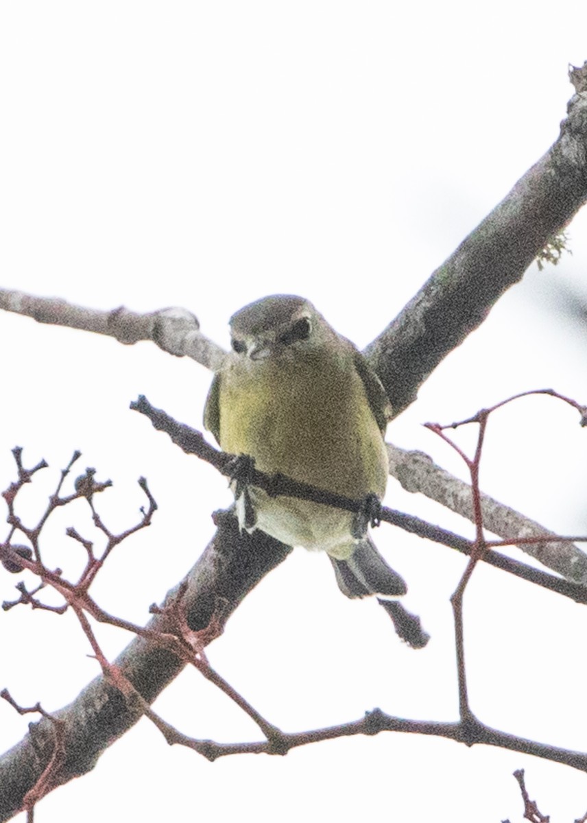 Philadelphia Vireo - ML624116388
