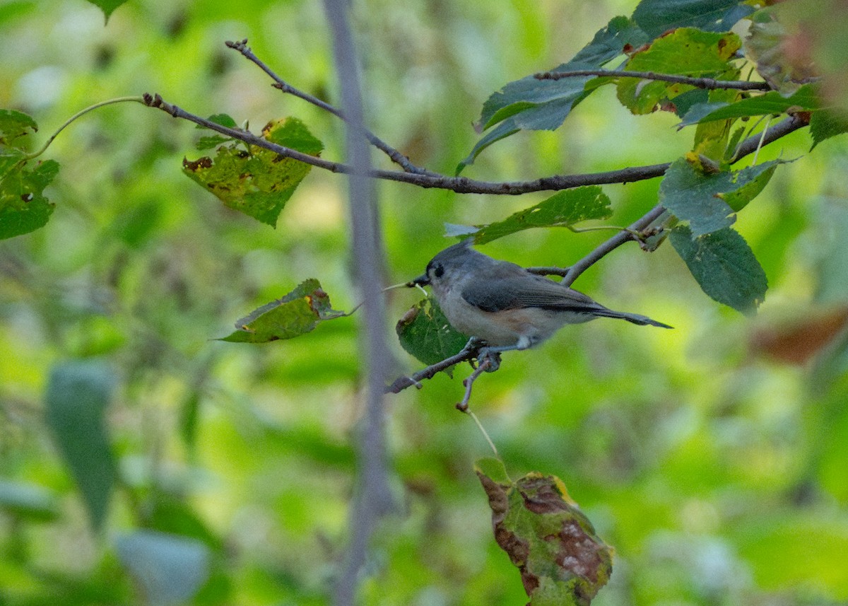 Tufted Titmouse - ML624116389